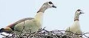 Wir sind schon da. Zwei Nilgänse haben ein Storchennest besetzt.