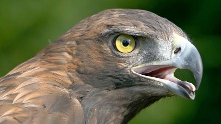 Jägerblick. Steinadler werden König der Lüfte genannt. Sie symbolisieren Mut und Kraft.