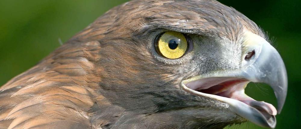 Jägerblick. Steinadler werden König der Lüfte genannt. Sie symbolisieren Mut und Kraft.
