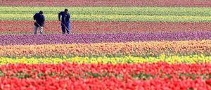 Frühjahrsbelebung? Es geht aufwärts in diesem Jahr, glaubt auch die Bundesregierung - schon länger. Das Foto zeigt Arbeiten auf einem Tuplenfeld im sachsen-anhaltinischen Schwaneberg.
