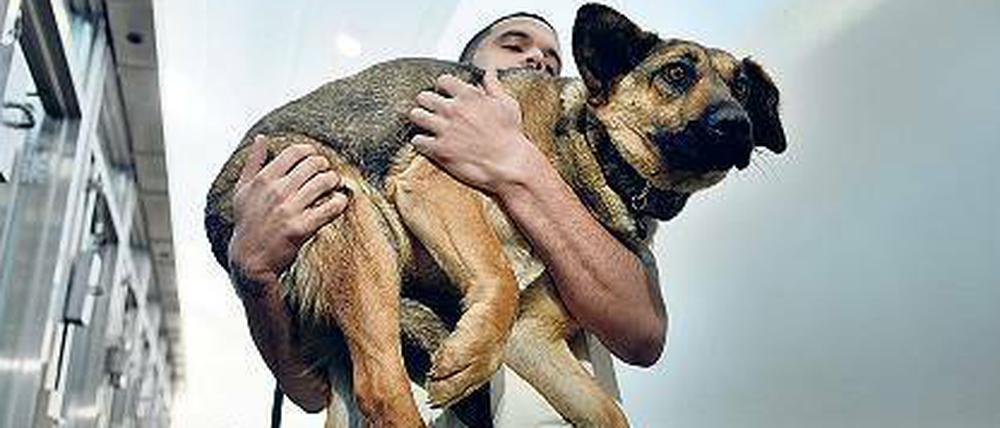 Auf den Arm genommen. Die US-Luftbrücke aus und für Russland. 