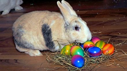 Das ist nicht Herr Schmidt. Was würde wohl der wahre Osterhase zu seinem Mietservice sagen?