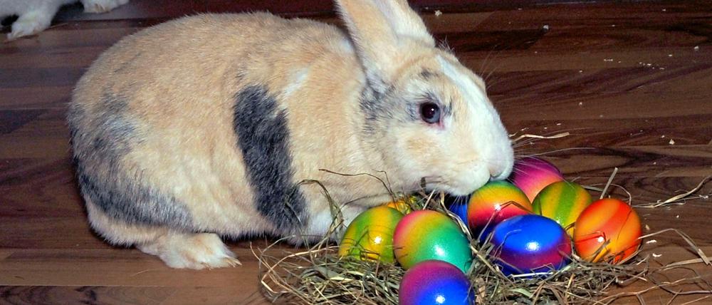 Das ist nicht Herr Schmidt. Was würde wohl der wahre Osterhase zu seinem Mietservice sagen?