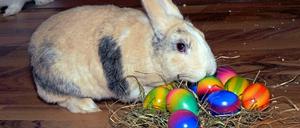Das ist nicht Herr Schmidt. Was würde wohl der wahre Osterhase zu seinem Mietservice sagen?