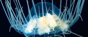 Eine blau leuchtende Gonionemus-vertens-Qualle.