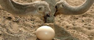 Der Inhalt eines Straußeneis entspricht etwa 30 Hühnereiern. Die meisten Halter lassen ihre Tiere die Eier jedoch ausbrüten, denn ein Strauß legt nur um die 40 Eier im Jahr, und das Fleisch ist beliebt.