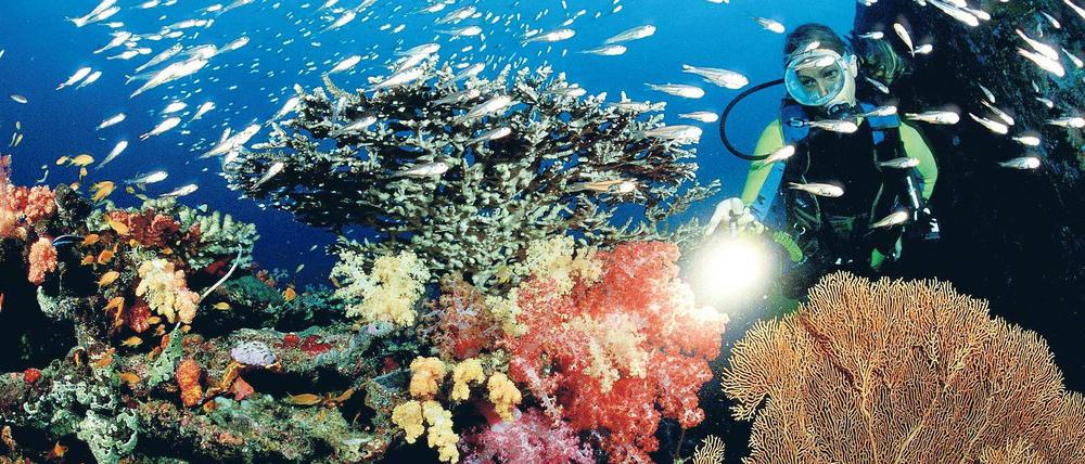 Prächtige Vielfalt. Riffe sind für den Menschen wertvoll, nicht nur für Tauchexpeditionen. Sie bilden wichtige Kinderstuben für Fische, die die Netze der Fangflotten füllen, und schützen als natürliche Barriere das nahe Festland vor Sturmfluten.