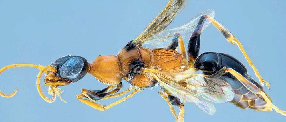 Gemein. Die Grabwespe Ampulex dementor lenkt Schaben zur Brutnische – als Futter für den Nachwuchs.