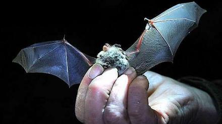 Die Wasserfledermaus ist eine von 18 Fledermausarten, die in Berlin vorkommen.