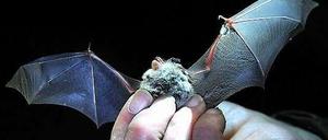 Die Wasserfledermaus ist eine von 18 Fledermausarten, die in Berlin vorkommen.