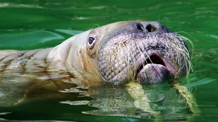 Das Original: Madame Antje im Hamburger Tierpark Hagenbeck.