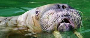 Das Original: Madame Antje im Hamburger Tierpark Hagenbeck.