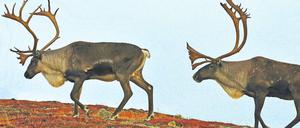 Begehrte Beute. Karibus in Nordamerika. Die Tiere ziehen in großen Gruppen zwischen den Sommer- und Winterweideplätzen übers Land. An einer Engstelle am Ufer des Huronsees stellten die Ureinwohner eine Falle.