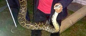 Da ist das Tier. Die Tierretter haben die Schlange bei Bernau eingefangen, die Polizei schießt schnell ein Foto.