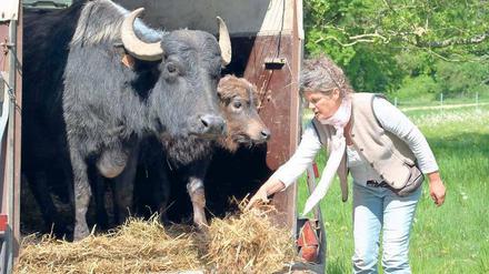 Hauptsache hungrig. Wer einen Apfel einsteckt, hat gute Chancen, die Tiere auf der Wasserinsel anzulocken. Vor allem aber sollen sie Gras fressen, um den Lebensraum ökologisch wertvoller Tier- und Pflanzenarten zu erhalten. 