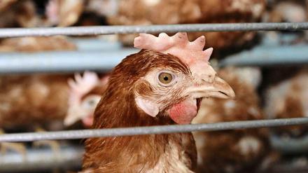 In er Hennenhaltung in Deutschland kommen Antibiotika zwar nicht als Wachstumsbeschleuniger zum Einsatz wie in der Hähnchenmast in den USA zum Beispiel. Aber wird ein Huhn, selbst in der hier gezeigten sogenannten Kleingruppenhaltung krank, ist sofort der ganze Stall in Gefahr, und deshalb werden Antibiotika eher großzügig an alle Hühner verabreicht. 