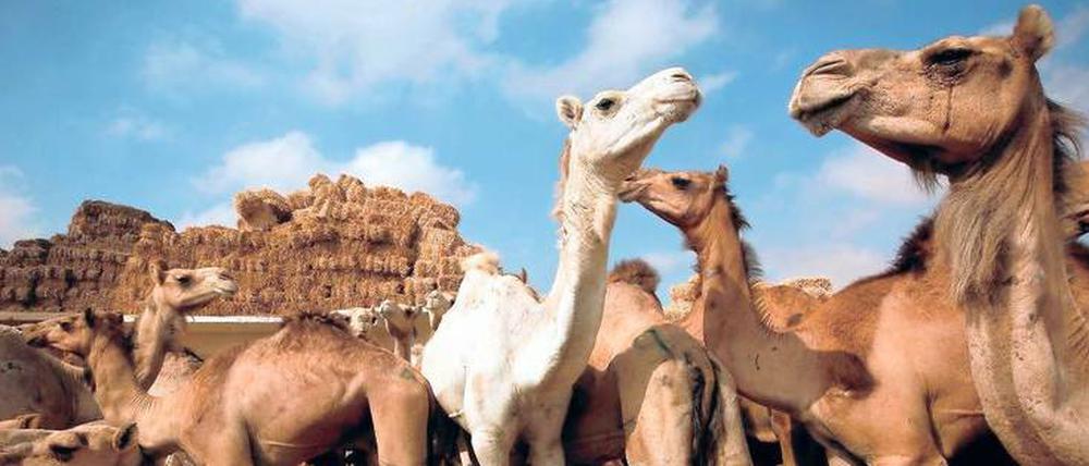 Trägertiere. Wissenschaftler glauben, dass Dromedare, wie hier auf einem Markt bei Kairo, das tödliche Mersvirus auf Menschen übertragen. 