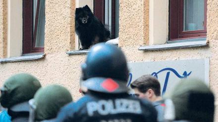 Blick ins Grüne. Was ist denn schon wieder los, fragt sich nicht nur Fiffi. Rund um den Oranienplatz ist die Polizei im Dauereinsatz.