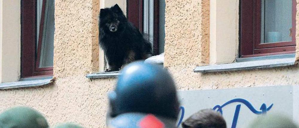 Blick ins Grüne. Was ist denn schon wieder los, fragt sich nicht nur Fiffi. Rund um den Oranienplatz ist die Polizei im Dauereinsatz.