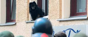 Blick ins Grüne. Was ist denn schon wieder los, fragt sich nicht nur Fiffi. Rund um den Oranienplatz ist die Polizei im Dauereinsatz.