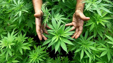 Cannabis Pflanzen, aus denen auch Marihuana hergestellt wird.