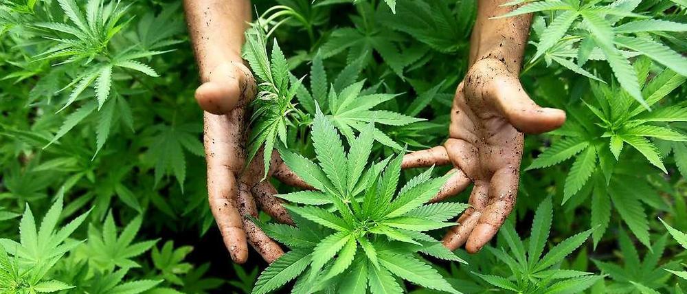 Cannabis Pflanzen, aus denen auch Marihuana hergestellt wird.