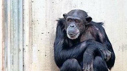 Ausgestellt. Ein Schimpanse im Zoo von Hannover. Weltweit wird zunehmend darüber diskutiert, ob diese Tiere überhaupt eingesperrt werden dürfen. 