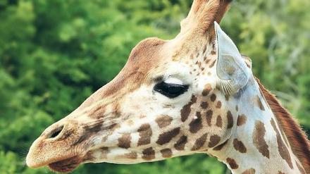 Rothschild-Giraffe