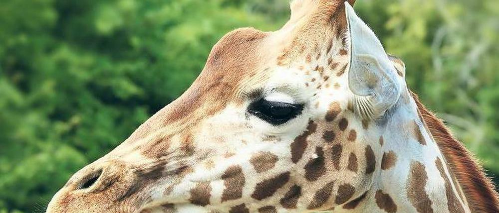 Rothschild-Giraffe