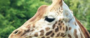 Rothschild-Giraffe