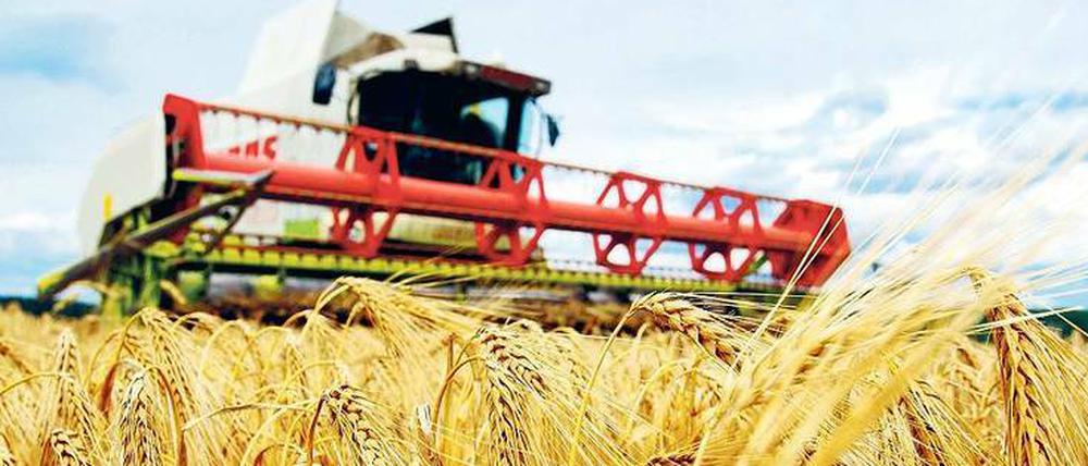 Teures Gut. Die Getreidepreise haben sich seit 2003 weltweit mehr als verdoppelt. Dadurch wird konventionelle Landwirtschaft wieder attraktiver. Ökologischen Anbau betreiben nur noch jene, die davon wirklich überzeugt sind.
