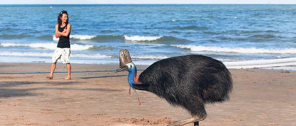 Abstand geboten. Helmkasuare, die zweitgrößten Vögel Australiens, sind an und für sich friedliche Zeitgenossen. Fühlen sie sich jedoch bedroht, können sie mit ihren scharfen Krallen schmerzhaft austeilen.