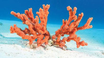 Buntes Leben. Ein Feuerschwamm (Latrunculia magnifica) im Pazifik, sein Ursprung reicht vermutlich bis zu 700 Millionen Jahre in die Erdgeschichte zurück. Damals bildeten Schwämme den Ausgangspunkt für mannigfaltiges Leben, vermuten Forscher. 
