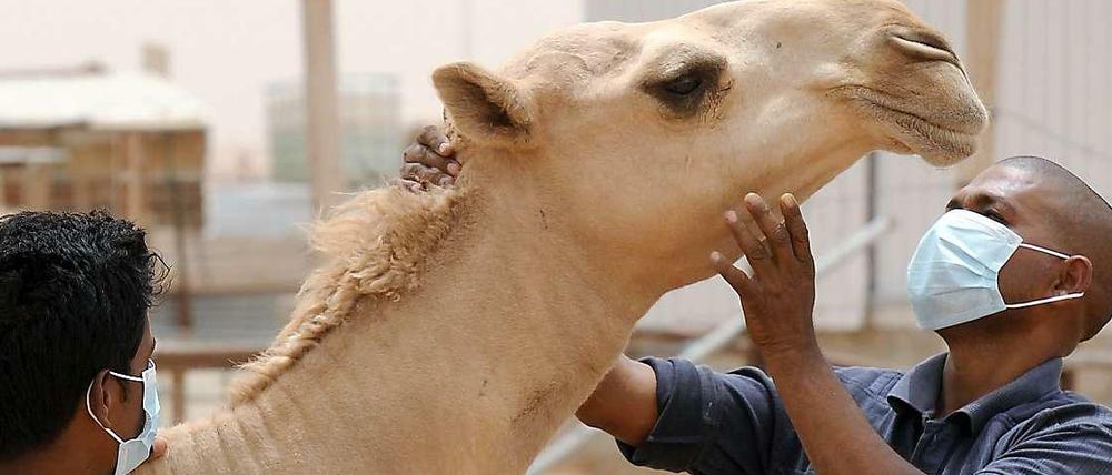 Das saudische Agrarministerium empfiehlt, Kamelen nur noch mit Mundschutz zu begegnen