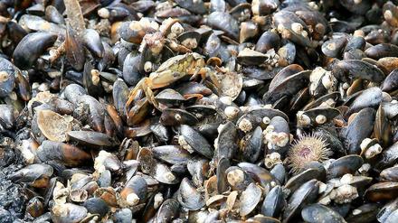 Reiche Ausbeute. Diese Miesmuscheln und weitere Meereslebewesen wurden in der Nordsee gefangen. Tatsächlich ist der Fischfang einer der Hauptgründe dafür, dass die Zahl vieler Tiere in den Meeren zurückgeht. 