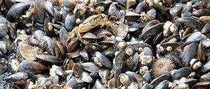 Reiche Ausbeute. Diese Miesmuscheln und weitere Meereslebewesen wurden in der Nordsee gefangen. Tatsächlich ist der Fischfang einer der Hauptgründe dafür, dass die Zahl vieler Tiere in den Meeren zurückgeht.