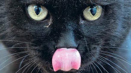 Therapeut auf Samtpfoten. Katzen können Kindern mit ADHS helfen, sich auf das Verhalten von anderen Lebewesen einzustellen.