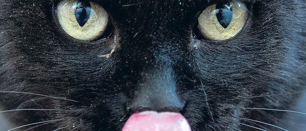 Therapeut auf Samtpfoten. Katzen können Kindern mit ADHS helfen, sich auf das Verhalten von anderen Lebewesen einzustellen.