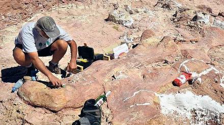 Ausgrabungen in Patagonien. Argentinische Paläontologen haben an dieser Grabungsstätte 150 Knochen von großen Dinosauriern gefunden. Ob es die größten je gefundenen sind, muss aber noch weiter untersucht werden. 