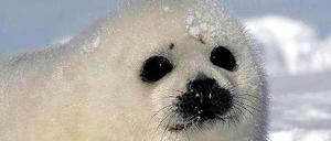 Die Europäische Union darf den Handel mit Robbenfellen aus Kanada verbieten. Denn die meisten Europäer finden es grausam diese Robbenbabys zu töten.