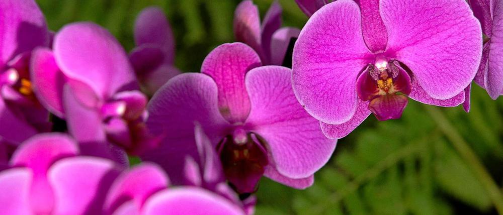 Orchidee - Konfuzius berichtete über ihren Duft und verwendete sie als Schriftzeichen "lán", was so viel wie Anmut, Liebe, Reinheit, Eleganz und Schönheit bedeutet.
