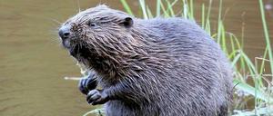 Baut auf Berlin. Seit 2007 hat sich die Zahl der Biber in der Stadt von etwa 25 auf 80 Tiere erhöht. Sogar in Parks werden sie gesichtet.