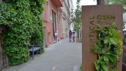 Tillandsien, Farne, Efeu: Senkrecht hängen die Pflanzen an der Wand, ganz ohne Erde und eingefasst in einen Rahmen. Das ist Thomas Gesslers tägliches Brot in seinem Kreuzberger Laden in der Solmsstraße.