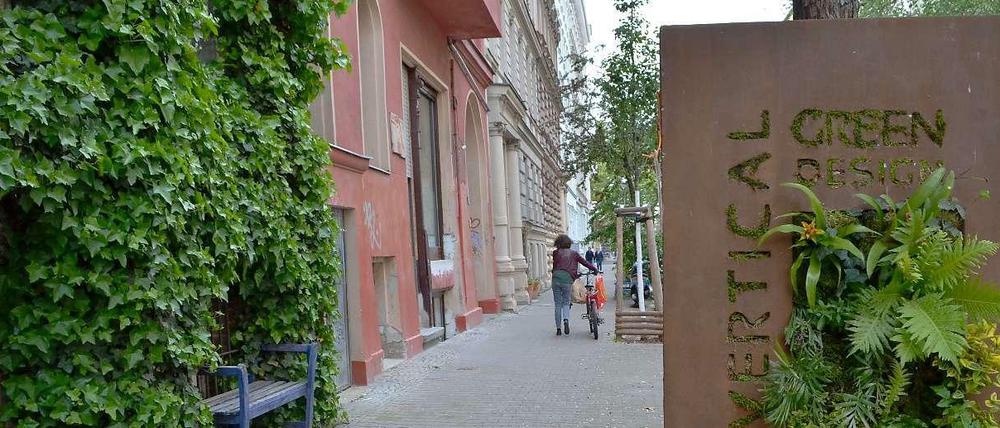 Tillandsien, Farne, Efeu: Senkrecht hängen die Pflanzen an der Wand, ganz ohne Erde und eingefasst in einen Rahmen. Das ist Thomas Gesslers tägliches Brot in seinem Kreuzberger Laden in der Solmsstraße.