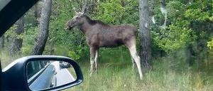 weSeitenwechsel. Erst ließen zwei Elche zusammen von Autofahrern fotografieren, dann wechselte einer die Straßenseite und knabberte an einem Baum.