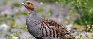 In Gefahr. Der Bestand an Rebhühnern sinkt.
