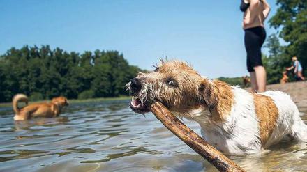 Spaß im Wasser am Grunewaldsee.