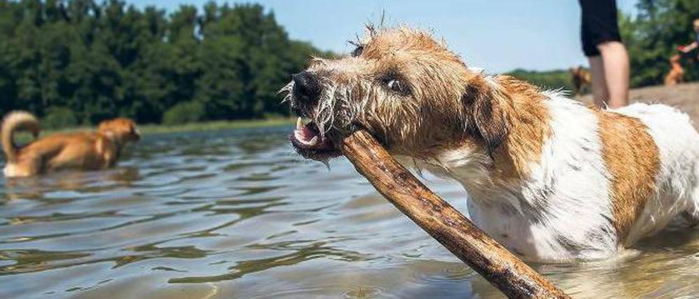 Spaß im Wasser am Grunewaldsee.