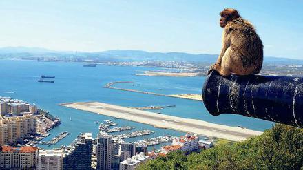 Wo bleibt nur der Euro? Im Gegensatz zu Bewohnern anderer Länder interessiert das in Gibraltar nicht mal die naseweisen Affen. 