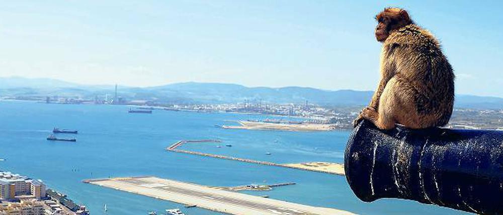 Wo bleibt nur der Euro? Im Gegensatz zu Bewohnern anderer Länder interessiert das in Gibraltar nicht mal die naseweisen Affen.